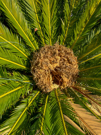 Fruit and seeds of the Cycad Sago palm - (Cycas revoluta) growing in Cyprus in the Kissonergia area of ââthe Paphos region on the Mediterranean Sea.の写真素材