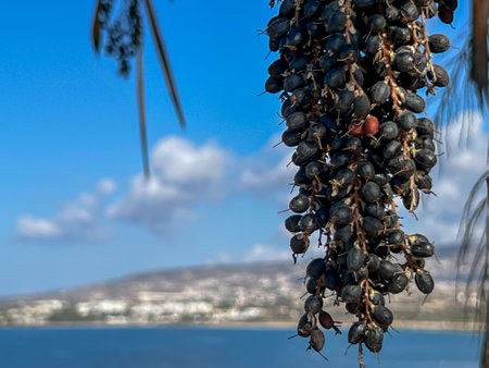 Acai berries on a Euterpe oleracea palm tree growing on the Mediterranean coast in Cyprus. Close-up.の写真素材