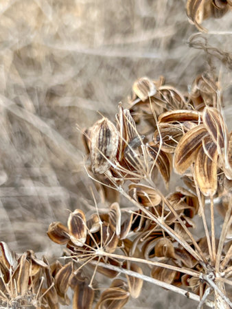 Dried umbels and seeds of a large weed found in Cyprus, A plant similar to Sosnowsky's hogweed or Mantegazzi's hogweed, an invasive plant.の写真素材