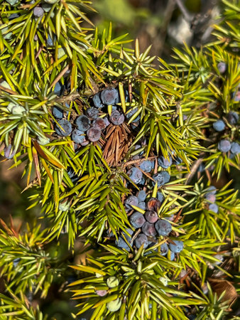 Close-up of a branch with ripening juniper berries.の写真素材