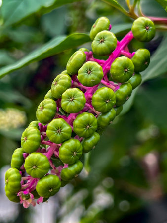 Ripening fruits (ripe are flattened, black, shiny berries) of American pokeweed (Phytolacca americana), a plant belonging to the pokeweed family, native to North America.の写真素材
