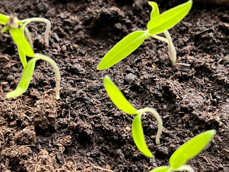 Tomato seedlings sown in a pot at home, before pricking out. Close-up.