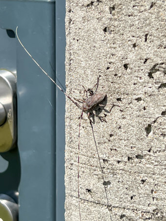 Acanthocinus aedilis – a species of beetle from the family Longhorned beetles and the subfamily...
