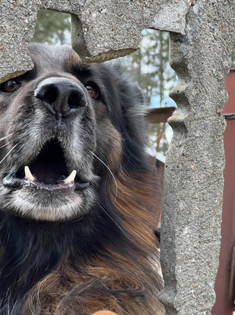 The head of a dog leaning against a concrete property fence.の写真素材