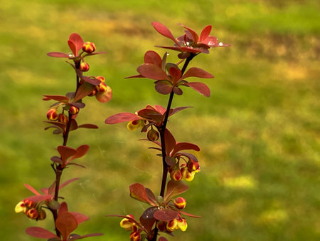 Red barberry (Berberis) branch with flower in spring, close-up.