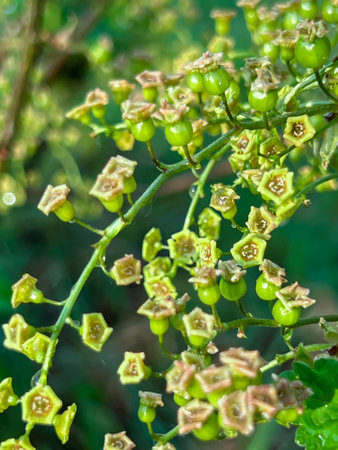 Redcurrant branch with flowers and fresh leaves after spring rain and storm, Close-up.の写真素材
