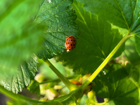 Ladybug on a green blackcurrant leaf after rain in spring. Close-up.の写真素材