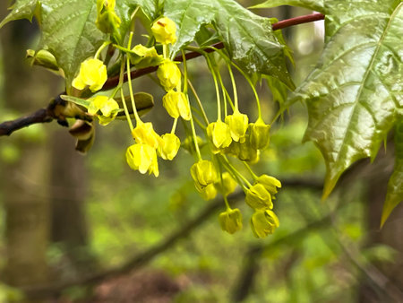 Young leaves and flowers of a maple tree in spring, in close-up.の写真素材