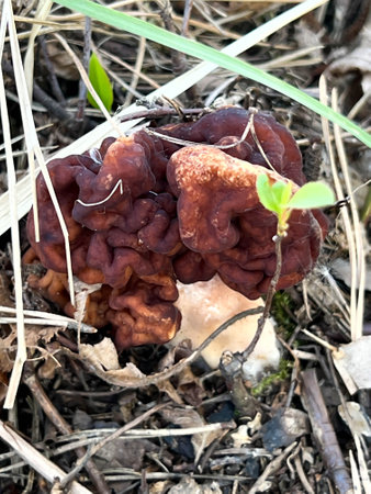A species of fungus from the Discinaceae family growing in a pine forest near houses in Poland.