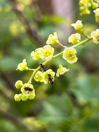Ants on red currant flowers, close-up.の写真素材