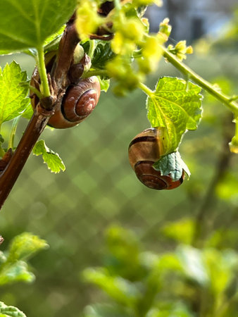 Small snails eating currant leaves in the spring in the garden.の写真素材