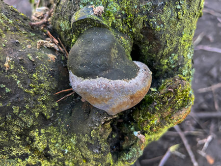 The trunk and branches of an old apple tree during spring pruning. A close-up showing moss, lichens,...