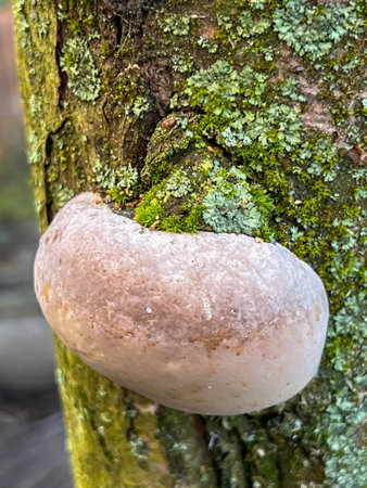 Trunk of an old apple tree with moss, lichens and fungus. Close-up as background.