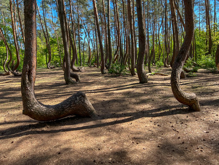 A branch of oddly shaped pines in Crooked Forest, near Gryfino in West Pomeranian Voivodeship, Poland.の写真素材