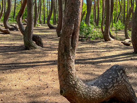 A branch of oddly shaped pines in Crooked Forest, near Gryfino in West Pomeranian Voivodeship, Poland.の写真素材