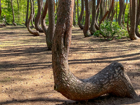 A branch of oddly shaped pines in Crooked Forest, near Gryfino in West Pomeranian Voivodeship, Poland.の写真素材