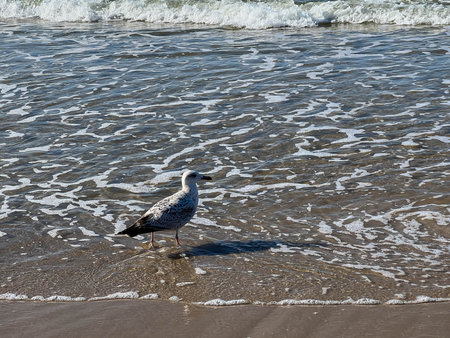 Seagulls on the Baltic Sea shore near Mrzezyno in Poland.の写真素材