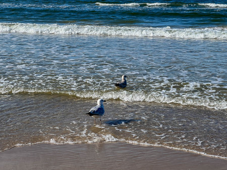 Seagulls on the Baltic Sea shore near Mrzezyno in Poland.の写真素材