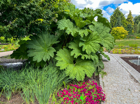 Brazilian Gunnera (gunnera manicata) in the Botanical Garden in Wroclaw as an example of a plant with very large leaves.の写真素材