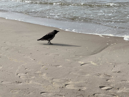 The Baltic Sea shore near the entrance to the port of Mrzezyno, Poland, with birds and seagulls visible.の写真素材