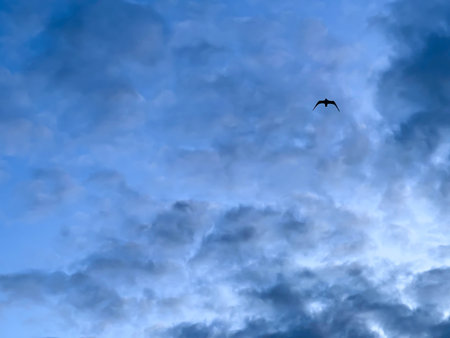 Birds in the sky visible from the beach in Mrzezyno, Poland, as a background.の写真素材