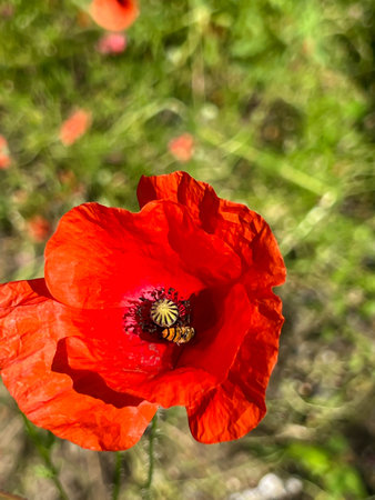 Red field poppy flowers in close-up.の写真素材