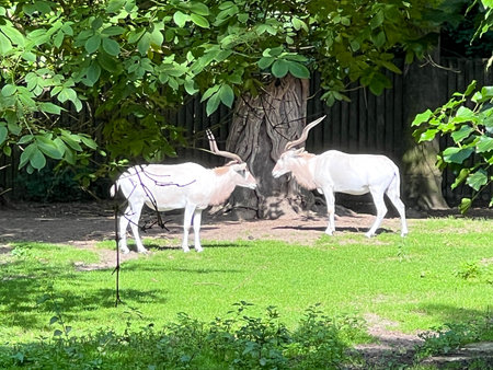 Adaxes (Addax nasomaculatus), mammals classified as antelopes, in their enclosure at the Opole Zoo in Poland.の写真素材