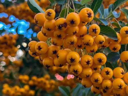 Scarlet firethorn - a species of shrub that belongs to the Rosaceae familyの写真素材