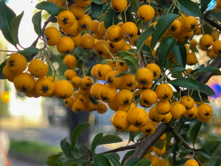 Scarlet firethorn - a species of shrub that belongs to the Rosaceae familyの写真素材