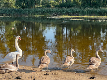 Swans on the sandy shore of a pond.の写真素材