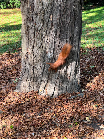 A squirrel running up a tree in the park.