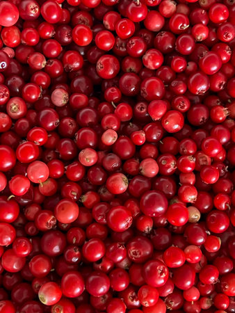 Red lingonberries picked from bushes in the forest, after cleaning, ripe lingonberries themselves - as a background.の写真素材