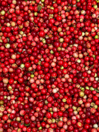 Red bilberries after being picked from bushes in the forest, before being cleaned - as a background.の写真素材