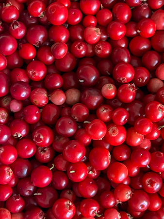 Red lingonberries picked from bushes in the forest, after cleaning, ripe lingonberries themselves - as a background.の写真素材