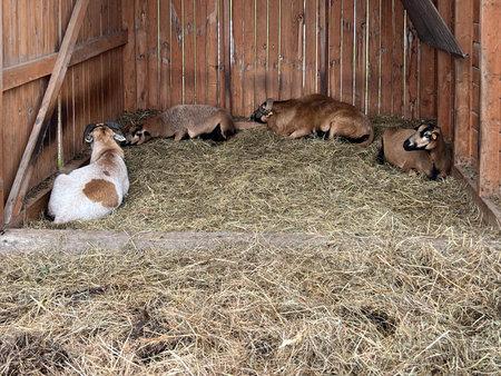 Trail of Disappearing Professions in Kudowa-Zdroj, Poland. Exotic sheep, llamas, and camels in the mini zoo.の写真素材