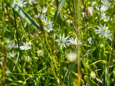 Tiny white flowers of chickweed (Stellaria graminea) among other plants in a meadow.の写真素材
