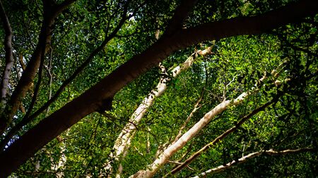 branch