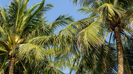 background beach blue Coconut Palm trees day green holiday hua hin Landscape leaf nature Outdoor...