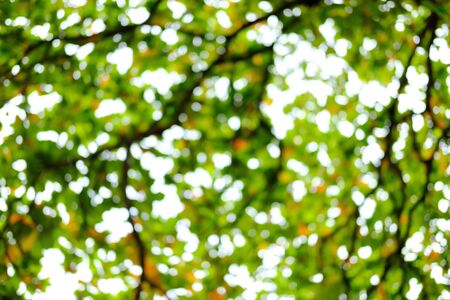 Blur of bottom view of tree branches and tree leaves in daytime.