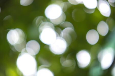 Sunlight bokeh in the defocused tree leaves and tree branches.