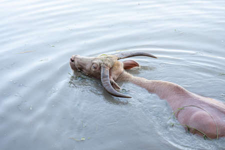 Albino buffalo, Water buffalo, Asian buffalo in the swamp.の写真素材
