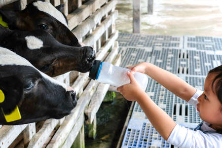 A child, kid is feeding a calf with a bottle of milk on a dairy farm.の写真素材