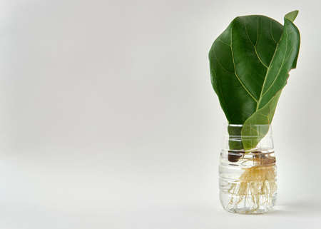 Fiddle Leaf Fig Propagation in Water by Cuttings with Reuse Plastic Bottle.