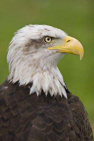 blad eagle