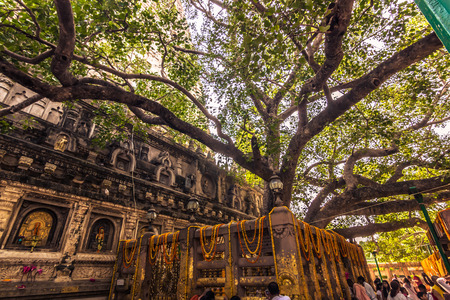 The Bodhi tree, where the Buddha reached Nirvana in Bodhgaya, Indiaの写真素材