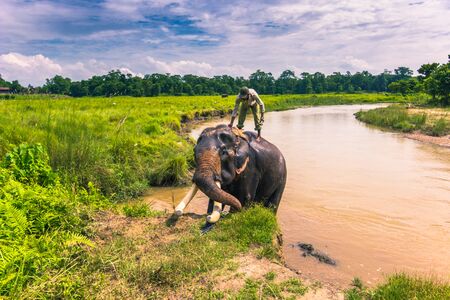 September 09, 2014 - Elephant bath Chitwan National Park, Nepalのeditorial素材