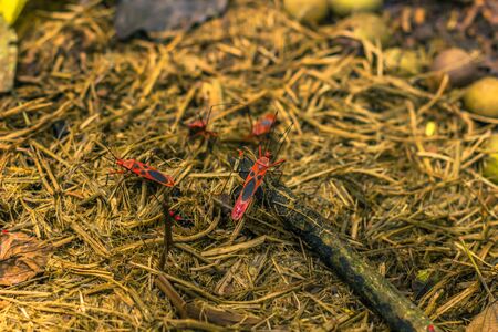 Red Cottonin park