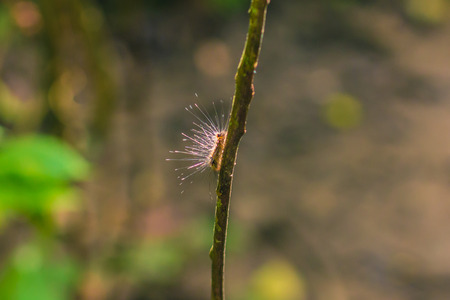 Caterpillar bug in Park