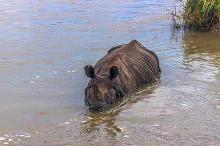 Indian Rhino bathing in parkの写真素材