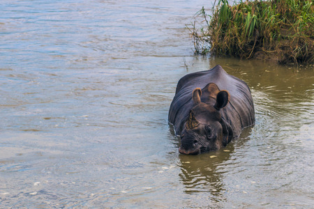 Indian Rhino bathing in Chitwan National Park, Nepalの写真素材